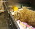 gato veterinaria